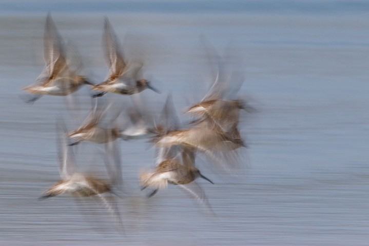 Alpenstrandlufer Calidris alpina Dunlin